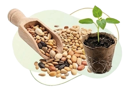 Semillas y plantas